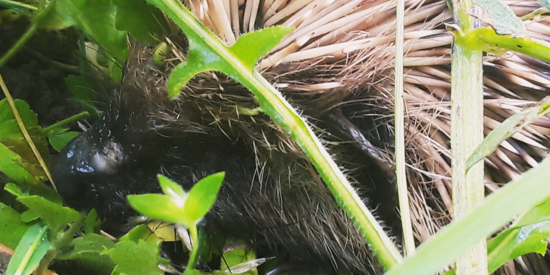 Polish_20210713_102817931